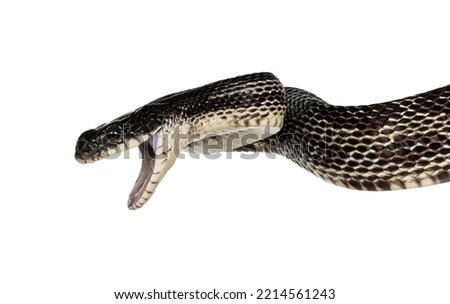 head shot of a Black rat snake aka Pantherophis obsoletus. Mouth wide open. Isolated on a white background.