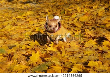 Chihuahua dog in the park on a walk, autumn, fallen maple leaves