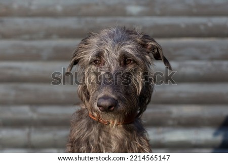 Portrait of young scottish deerhound Royalty-Free Stock Photo #2214565147