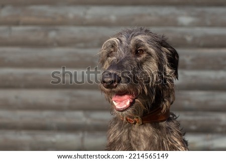 Portrait of young scottish deerhound Royalty-Free Stock Photo #2214565149
