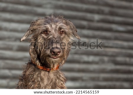 Portrait of young scottish deerhound Royalty-Free Stock Photo #2214565159