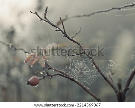 spiders Net with dew. Droplets on branch