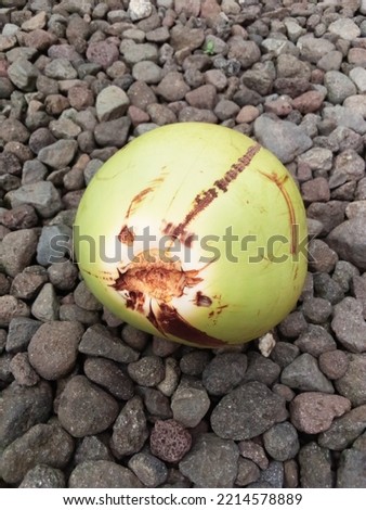 coconut tropical plant for commercial