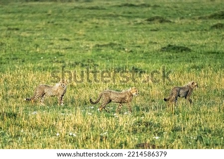 Wild African cheetah with her cubs. safari picture Africa, Kenya