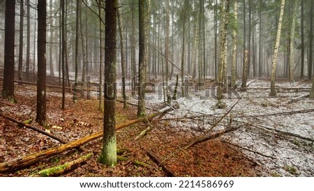 Pathway through the hills of majestic northern evergreen forest. Golden leaves, mighty pine and spruce trees, tree logs, hoarfrost, first snow. Panoramic view. Atmospheric landscape. Nature, ecology
