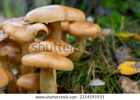 A group of false poisonous mushrooms. Soft focus. The concept of collecting mushrooms. Background picture.