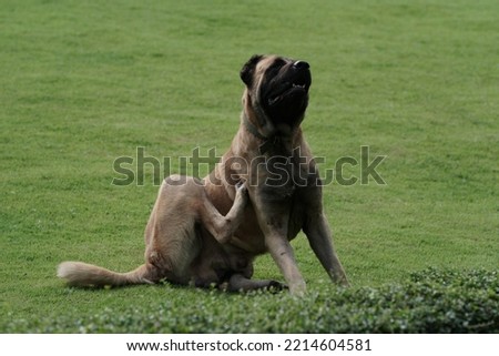 Scratching Dog: A brown male dog sits with his hind legs scratching the sides of his body that might be bitten by a Brown dog tick Siphonaptera. Royalty-Free Stock Photo #2214604581