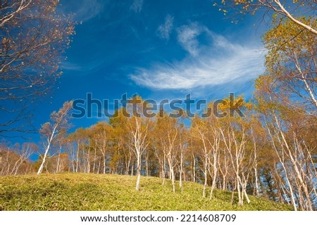 White Birch and Sky in autumn