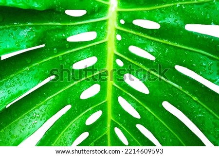 Closeup, Abstract water droplet monstera leaf isolated on white background for stock photo or advertisement, Genus of flowering plants, Tropical plants