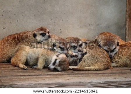 Cute meerkats in a group