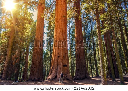 Sequoia vs Man. Giant Sequoias Forest and the Tourist with Backpack  Looking Up. Royalty-Free Stock Photo #221462002