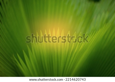 soft focus with green leaves natural background wallpaper, texture of leaf, leaves with space for text 
