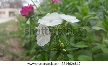 Beautiful Flower Picture with closeup 