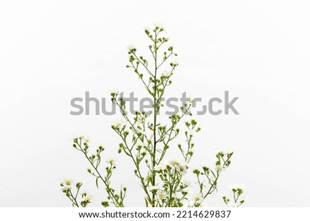 Beautiful flower concept, Inflorescence of white blooming cutter isolated on grey background.