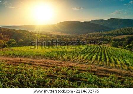 Vineyard agricultural fields in the countryside, beautiful aerial landscape during sunrise. Royalty-Free Stock Photo #2214632775