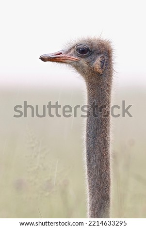 Ostrich in the rain, Kruger National Park, South Africa