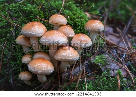 Close-up picture of mushroom, Hypholoma fasciculare, commonly known as the sulphur tuft, sulfur tuft or clustered woodlover, is a common woodland mushroom Royalty-Free Stock Photo #2214641503