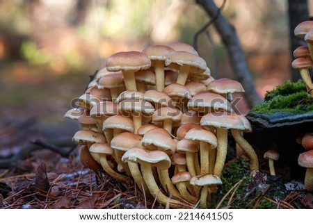 Close-up picture of mushroom, Hypholoma fasciculare, commonly known as the sulphur tuft, sulfur tuft or clustered woodlover, is a common woodland mushroom Royalty-Free Stock Photo #2214641505