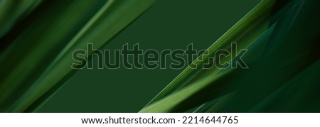 Nature of dark green leaf in garden. Natural green leaves plants using  background cover page environment ecology or greenery wallpaper Royalty-Free Stock Photo #2214644765
