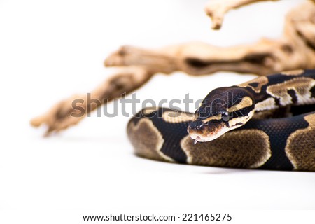 Picture of a Python Snake on a white background