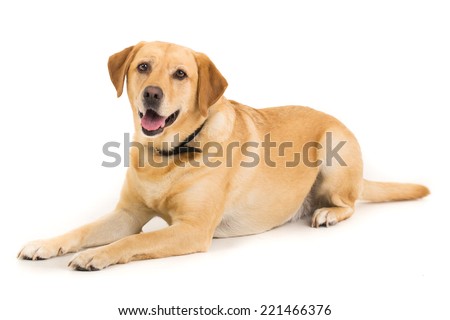Picture of a Labrador on a white background 