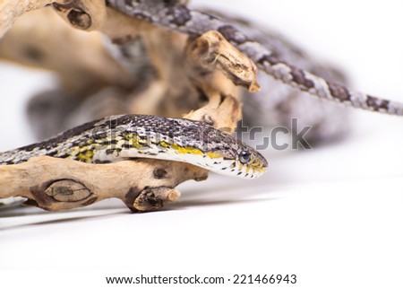 Picture of a corn snake on a white background