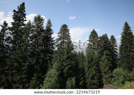 Beautiful trees in forest under light blue sky