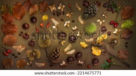 Autumn, fall flat lay composition. Leaves, nuts, berries rose hips etc UK