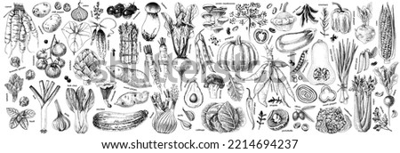 Big monochrome set of colored vegetables Royalty-Free Stock Photo #2214694237