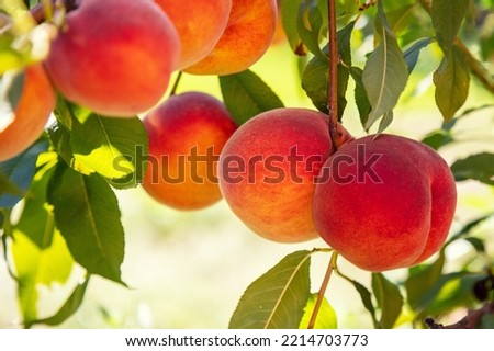 Peach on a branch in an orchard. Nature background. Harvest of ripe peaches Royalty-Free Stock Photo #2214703773