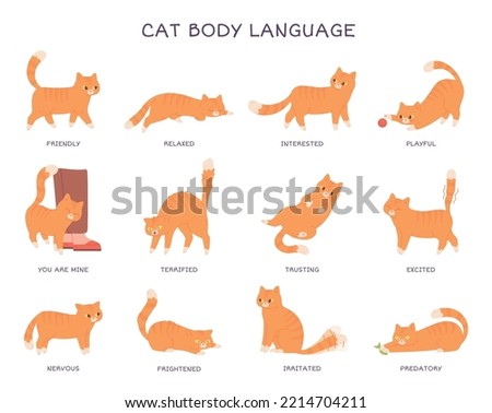 Cats language. Cat body expression feeling, behavior pet tail action animal feline emotions poses fear angry surprised funny kitten character, cartoon vector illustration of interested and playful