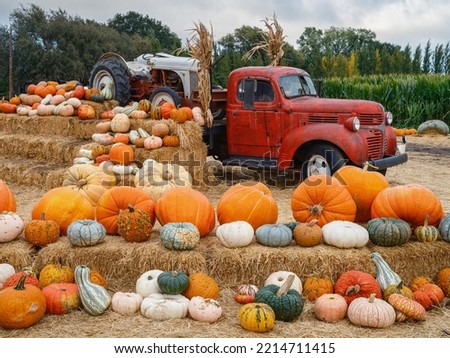 A selection of colourful gourds and pumpkins provides the seasonal touch for a new autumn display. Royalty-Free Stock Photo #2214711415