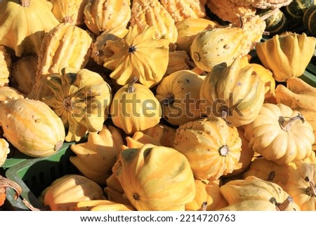 Pumpkins for sale in a farmers market, Westphalia, Germany