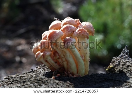 A family of small, edible yellow mushrooms.