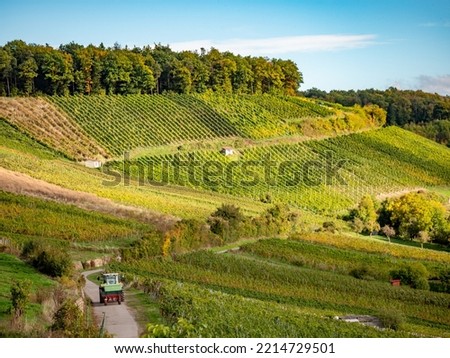 Vineyards with south slope lay in autumn Royalty-Free Stock Photo #2214729501