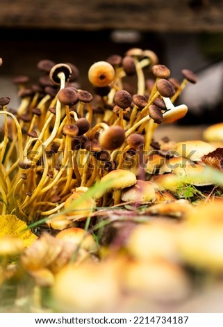 Futuristic Yellow sulfuric flower mushrooms, oats, woody mushrooms. Yellow mushrooms and old boards as autumn background.