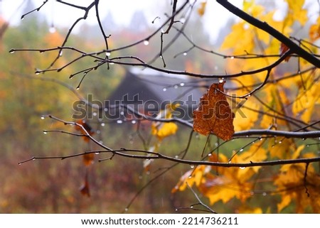 fall rainy forest close up photo with colored oak leafs frame and old house, blue fog on the background