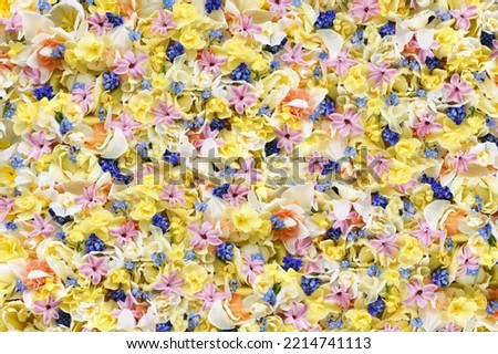 Blossoming white and light yellow daffodils, pink hyacinths and spring flowers festive background, bright springtime bouquet floral card, flowerwall image