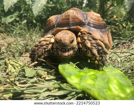 Beautiful sulcata tortoise from africa