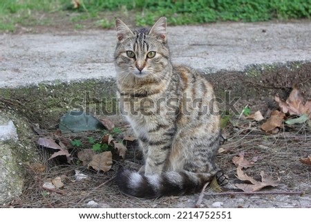 Cats in Antalya Turkey pets