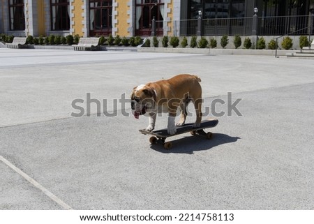 english bulldog dog skateboarding on an empty village square with buildings in the background
