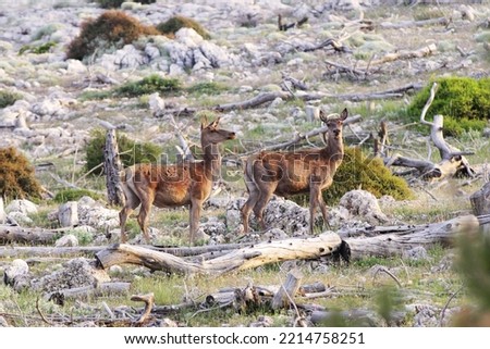 The deers left without natural habitats after forest fires in greece