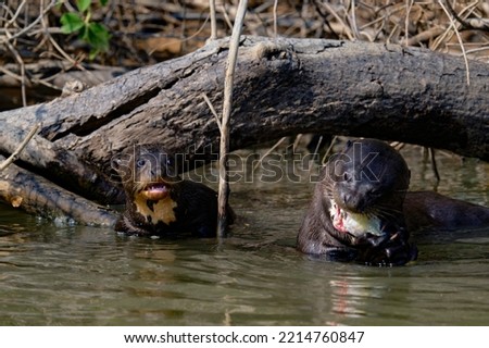 Giant otter pup coveting a fish being devoured by a nearby adult