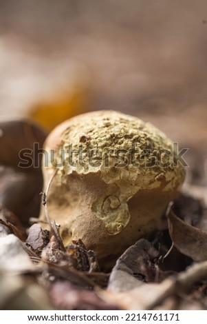 Mushroom among the leaves. Light and natural background. Macro photography.