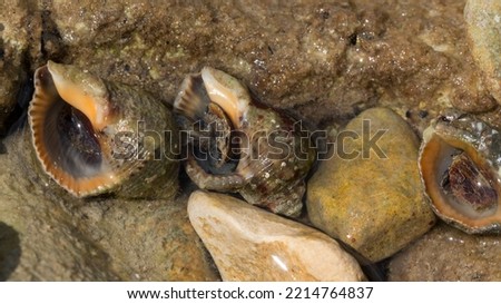 Rapana venosa, common name the veined rapa whelk, a marine gastropod mollusc or whelk, in the family Muricidae, the rock shells. Royalty-Free Stock Photo #2214764837