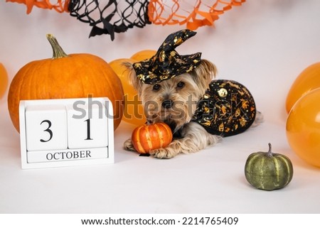 Dog dressed as a witch, wooden calendar October 31, pumpkins and balloons. The concept of a holiday, advertising, action, congratulations, invitation, copy space, postcard,moc-ap, poster,stock.