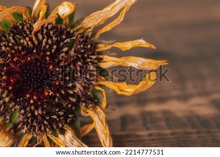 Closeup of Dried Calendula Flower on a Wooden Table with Selective Focus and Copy Space