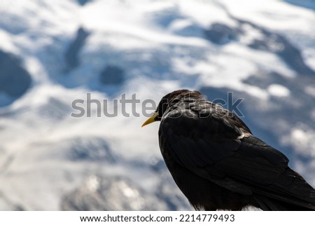 Black Bird and Alphine Backdrop in Switzerland Royalty-Free Stock Photo #2214779493