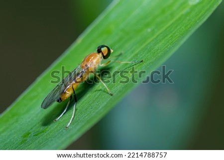 A fly insect on green leaf