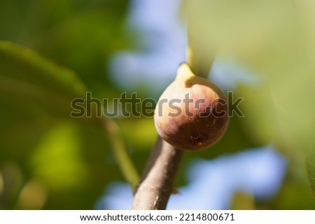 Pictures of figs, the fall harvest.
